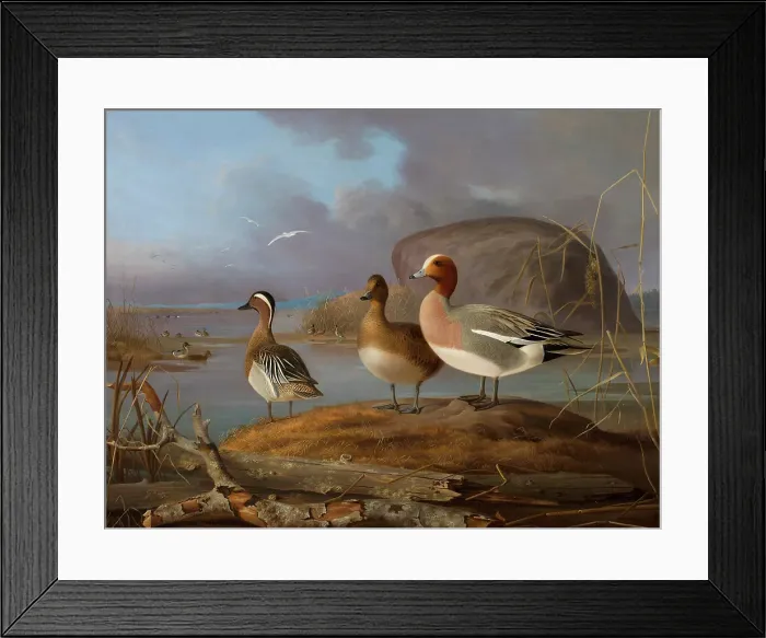 Framed Print : Pair of Wigeons and a Male Teal, 1852. Creator: Magnus von Wright Framed Print : Pair of Wigeons and a Male Teal, 1852. Creator: Magnus von Wright
