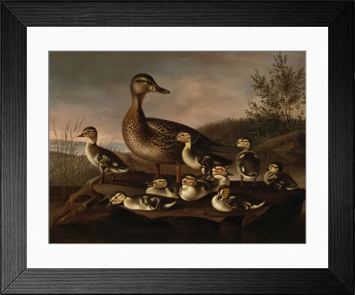 Framed Print : Mallard Ducklings, 1841. Creator: Magnus von Wright Framed Print : Mallard Ducklings, 1841. Creator: Magnus von Wright