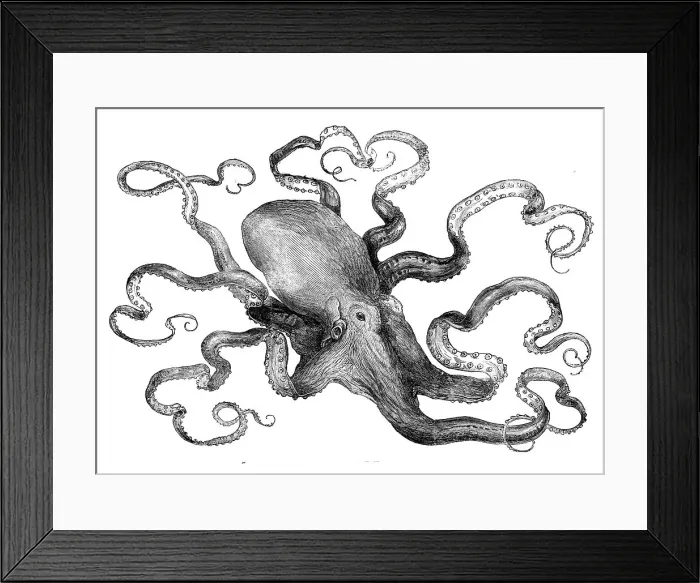 Framed Print : The eight-armed cuttle-fish in the Crystal Palace Aquarium, 1871. Creator: Unknown Framed Print : The eight-armed cuttle-fish in the Crystal Palace Aquarium, 1871. Creator: Unknown