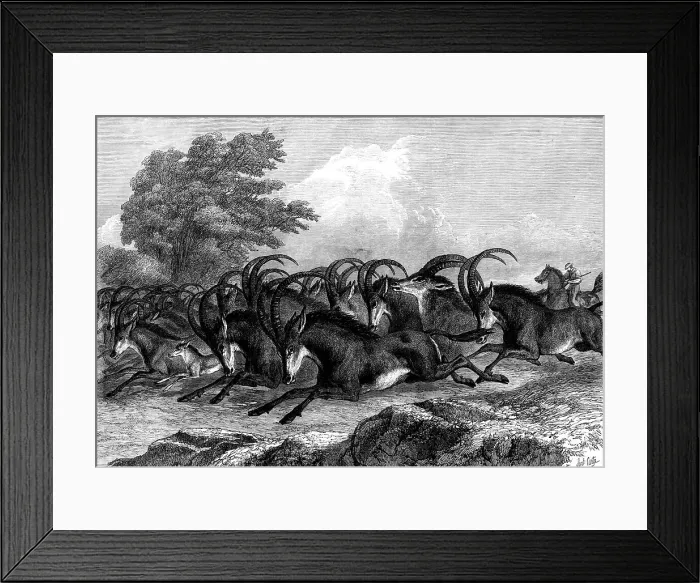 Framed Print : Hunting the Sable Antelope in South Africa, 1871. Creator: Unknown Framed Print : Hunting the Sable Antelope in South Africa, 1871. Creator: Unknown