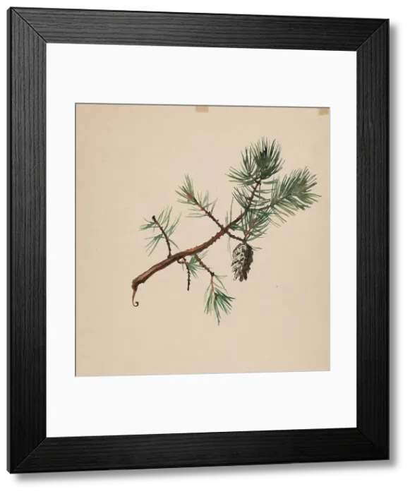 Framed Print : A pine branch, c1890s. Creator: Albert Edelfelt Framed Print : A pine branch, c1890s. Creator: Albert Edelfelt