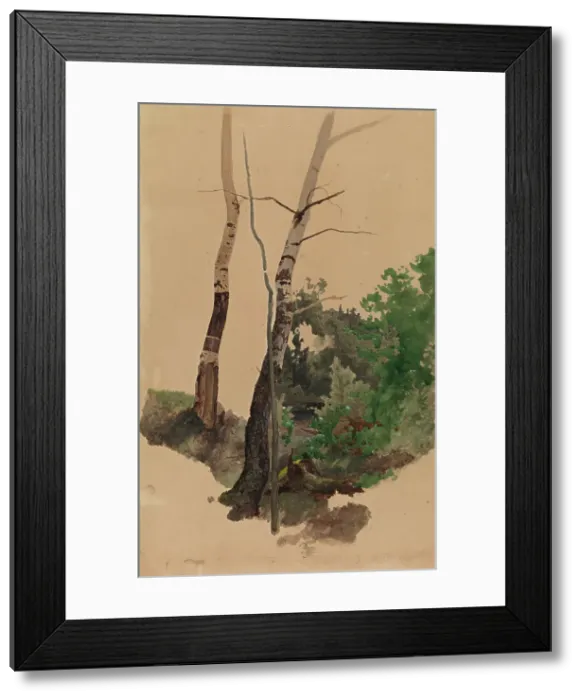 Framed Print : Two bare birch trunks and bushes, 1859. Creator: Werner Holmberg Framed Print : Two bare birch trunks and bushes, 1859. Creator: Werner Holmberg
