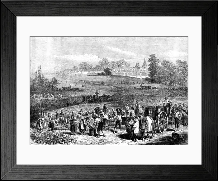 Framed Print : The Vintage in Medoc: the vineyards of Chateau Lafitte, 1871. Creator: Unknown Framed Print : The Vintage in Medoc: the vineyards of Chateau Lafitte, 1871. Creator: Unknown