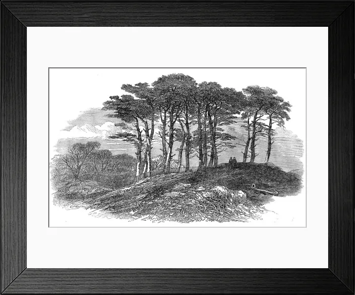 Framed Print : Sketches on Hampstead Heath: firs near North End, 1871. Creator: Unknown Framed Print : Sketches on Hampstead Heath: firs near North End, 1871. Creator: Unknown