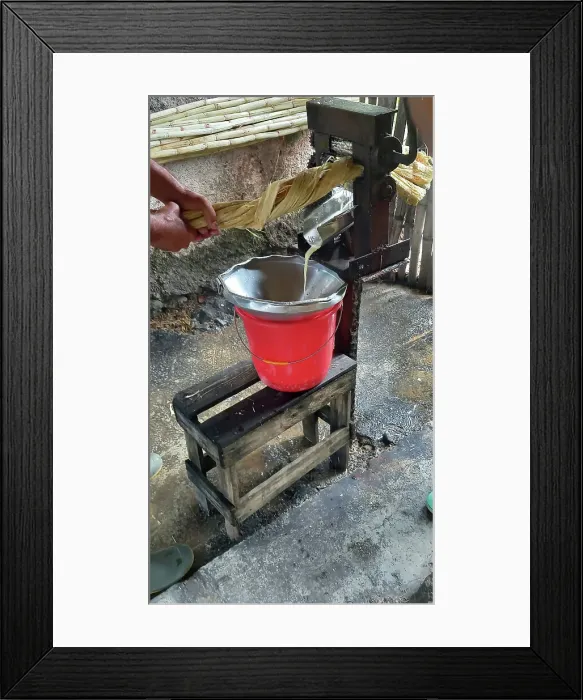 Framed Print : Pressing sugar cane to obtain juice demonstration in the woods of the outskirts of Trinidad, Cuba, Creator: Ethel Davies Framed Print : Pressing sugar cane to obtain juice demonstration in the woods of the outskirts of Trinidad, Cuba, Creator: Ethel Davies