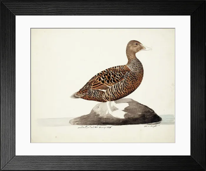 Framed Print : Common Eider; unfnished, 1828. Creator: Magnus von Wright Framed Print : Common Eider; unfnished, 1828. Creator: Magnus von Wright