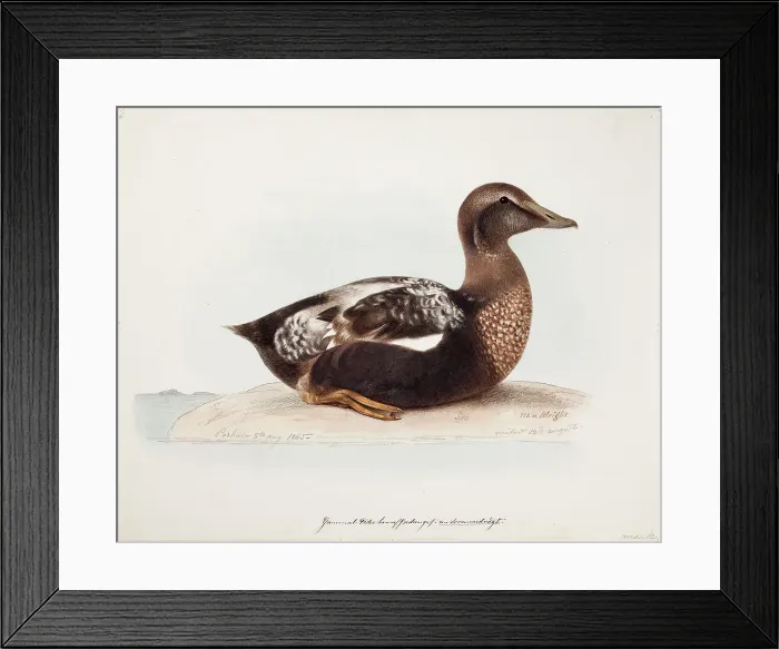 Framed Print : Common Eider, Old Male in Summer, 1865. Creator: Magnus von Wright Framed Print : Common Eider, Old Male in Summer, 1865. Creator: Magnus von Wright