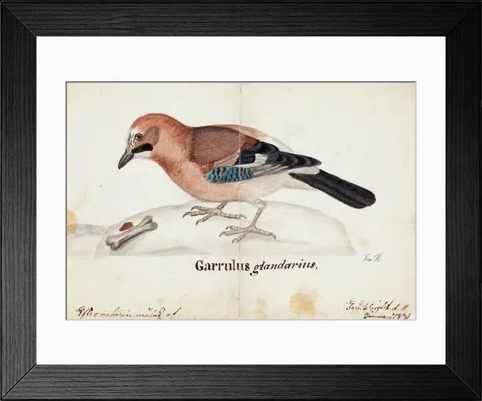 Framed Print : Eurasian Jay, 1831. Creator: Ferdinand von Wright Framed Print : Eurasian Jay, 1831. Creator: Ferdinand von Wright