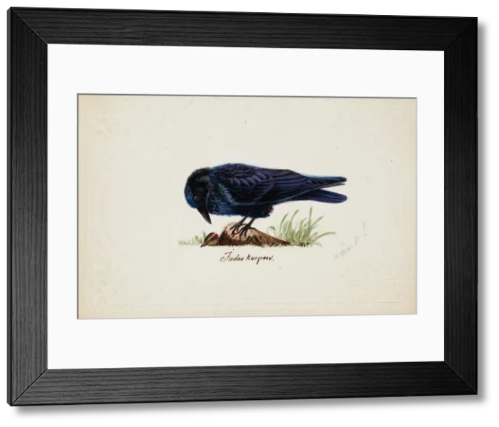 Framed Print : Tame Raven Judas, 1834. Creator: Ferdinand von Wright Framed Print : Tame Raven Judas, 1834. Creator: Ferdinand von Wright