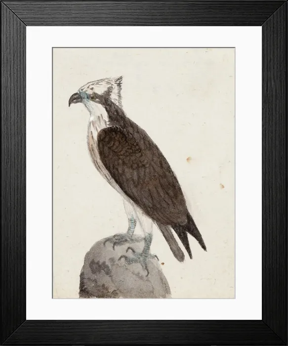 Framed Print : Osprey, 1831. Creator: Ferdinand von Wright Framed Print : Osprey, 1831. Creator: Ferdinand von Wright