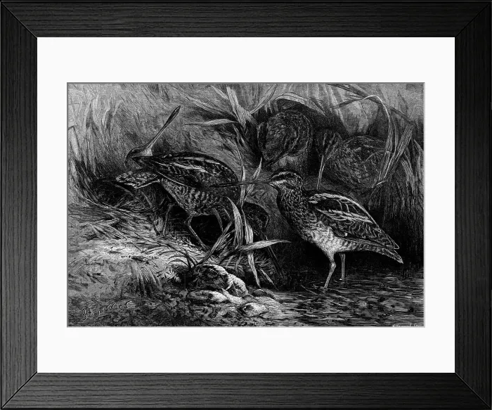 Framed Print : The Months: November, 1871. Creator: Horace Harral Framed Print : The Months: November, 1871. Creator: Horace Harral