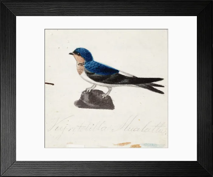 Framed Print : Northern House Martin, 1830-1835. Creator: Ferdinand von Wright Framed Print : Northern House Martin, 1830-1835. Creator: Ferdinand von Wright