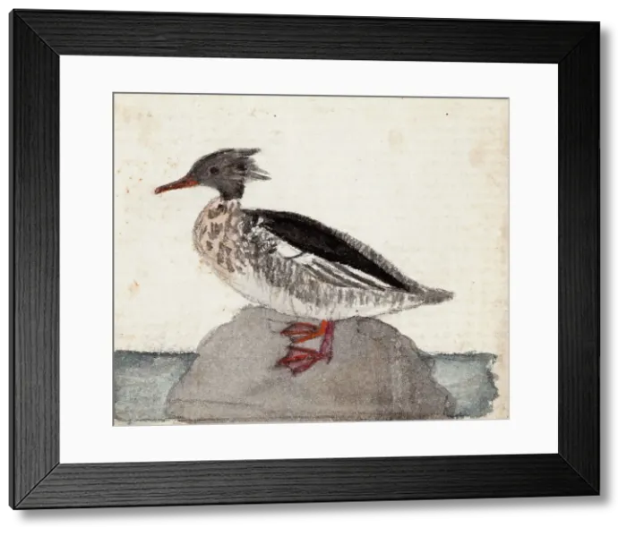 Framed Print : Red-Breasted Merganser, 1831. Creator: Ferdinand von Wright Framed Print : Red-Breasted Merganser, 1831. Creator: Ferdinand von Wright