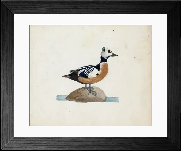 Framed Print : Steller's Eider, 1830-1831. Creator: Ferdinand von Wright Framed Print : Steller's Eider, 1830-1831. Creator: Ferdinand von Wright