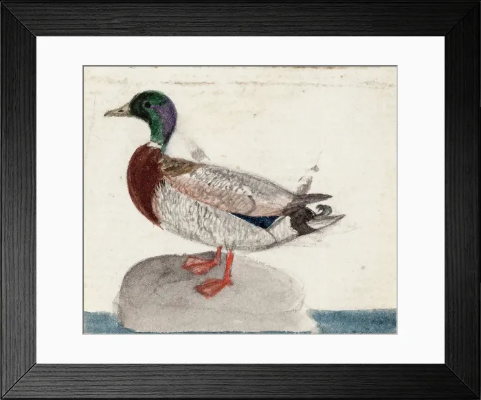 Framed Print : Mallard, 1831. Creator: Ferdinand von Wright Framed Print : Mallard, 1831. Creator: Ferdinand von Wright