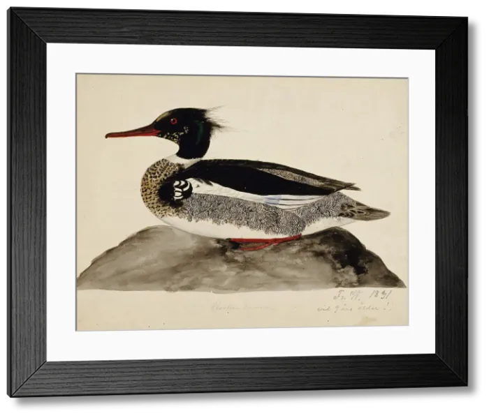 Framed Print : Red-Breasted Merganser, Male, 1831. Creator: Ferdinand von Wright Framed Print : Red-Breasted Merganser, Male, 1831. Creator: Ferdinand von Wright