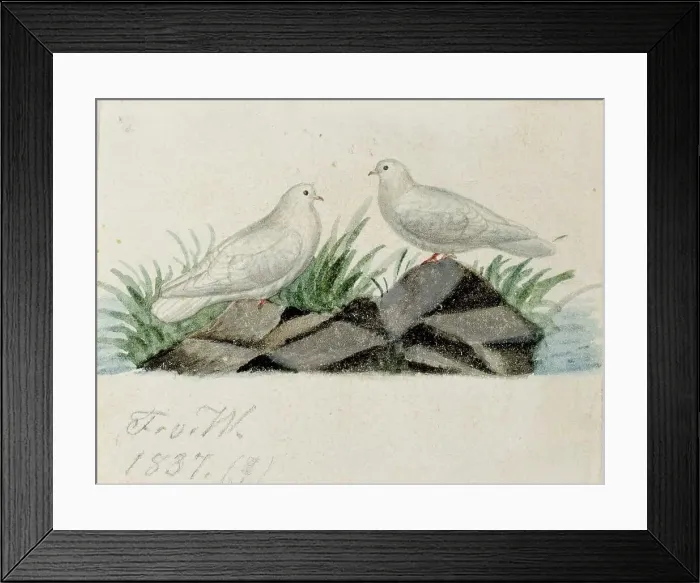 Framed Print : Pigeons, 1837. Creator: Ferdinand von Wright Framed Print : Pigeons, 1837. Creator: Ferdinand von Wright