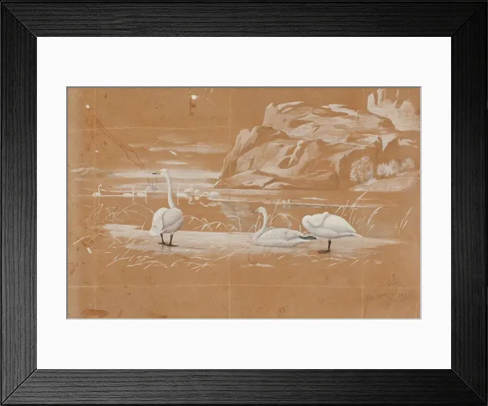 Framed Print : Whooper swans, sketch. Creator: Ferdinand von Wright