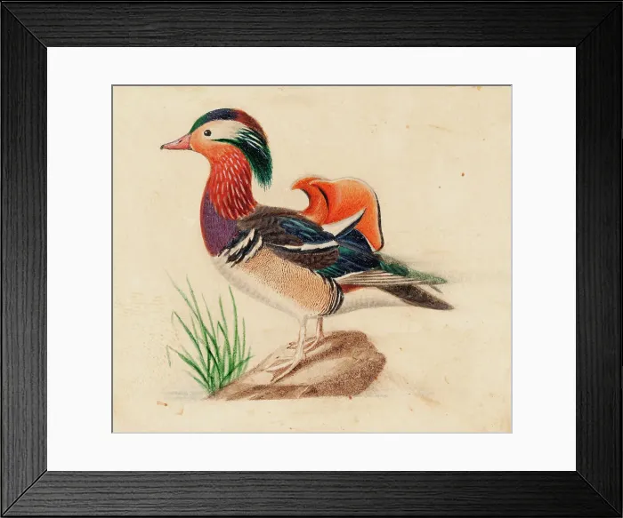 Framed Print : Mandarin Duck, Male. Creator: Ferdinand von Wright Framed Print : Mandarin Duck, Male. Creator: Ferdinand von Wright