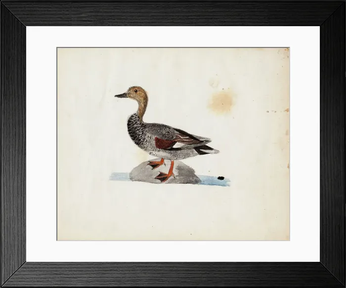 Framed Print : Gadwall, 1830-1831. Creator: Ferdinand von Wright