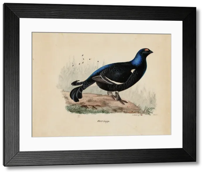 Framed Print : Black Grouse, Male, 1834. Creator: Ferdinand von Wright