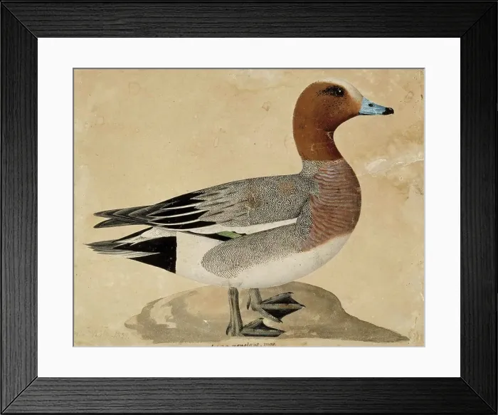 Framed Print : Eurasian Wigeon, 1828. Creator: Wilhelm von Wright Framed Print : Eurasian Wigeon, 1828. Creator: Wilhelm von Wright