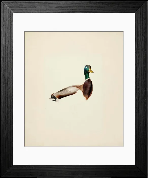 Framed Print : Mallard; unfinished, 1835-1839. Creator: Magnus von Wright Framed Print : Mallard; unfinished, 1835-1839. Creator: Magnus von Wright