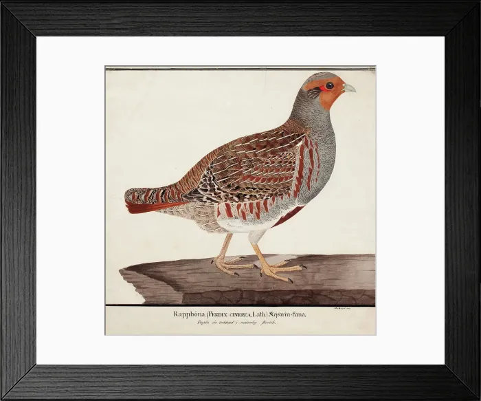 Framed Print : Grey Partridge, 1824. Creator: Magnus von Wright Framed Print : Grey Partridge, 1824. Creator: Magnus von Wright