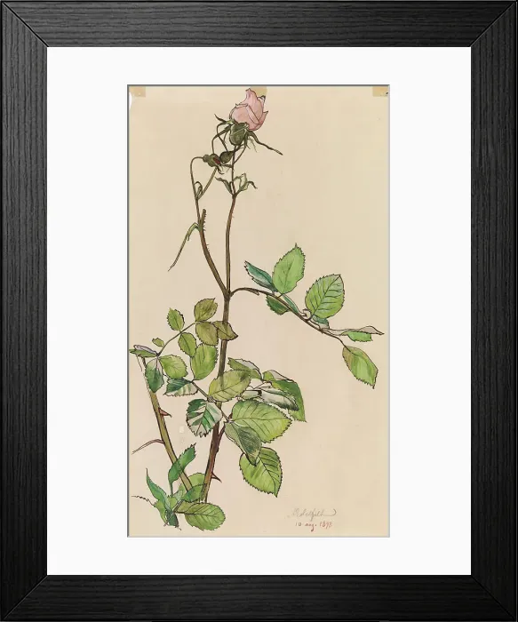 Framed Print : Rose, 1898. Creator: Albert Edelfelt Framed Print : Rose, 1898. Creator: Albert Edelfelt