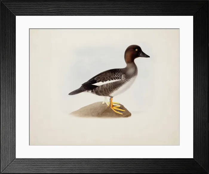 Framed Print : Common Goldeneye, 1836. Creator: Magnus von Wright Framed Print : Common Goldeneye, 1836. Creator: Magnus von Wright