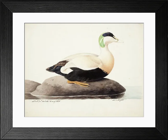 Framed Print : Common Eider, Male, 1828. Creator: Magnus von Wright Framed Print : Common Eider, Male, 1828. Creator: Magnus von Wright