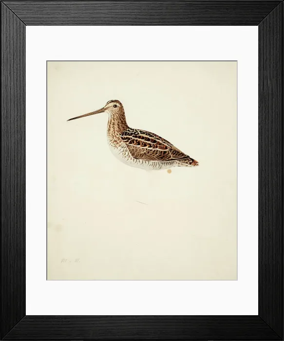 Framed Print : Common Snipe; unfinished, 1841. Creator: Magnus von Wright Framed Print : Common Snipe; unfinished, 1841. Creator: Magnus von Wright