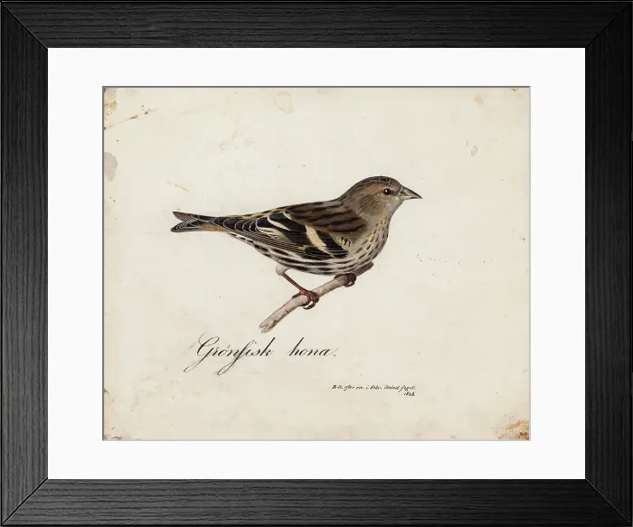 Framed Print : Eurasian Siskin, Female, 1828. Creator: Magnus von Wright Framed Print : Eurasian Siskin, Female, 1828. Creator: Magnus von Wright