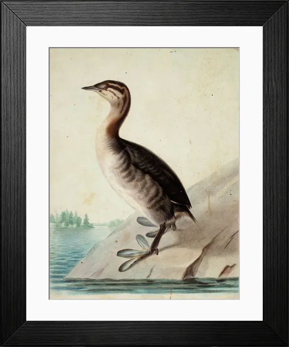 Framed Print : Young Horned Grebe, 1833. Creator: Wilhelm von Wright Framed Print : Young Horned Grebe, 1833. Creator: Wilhelm von Wright