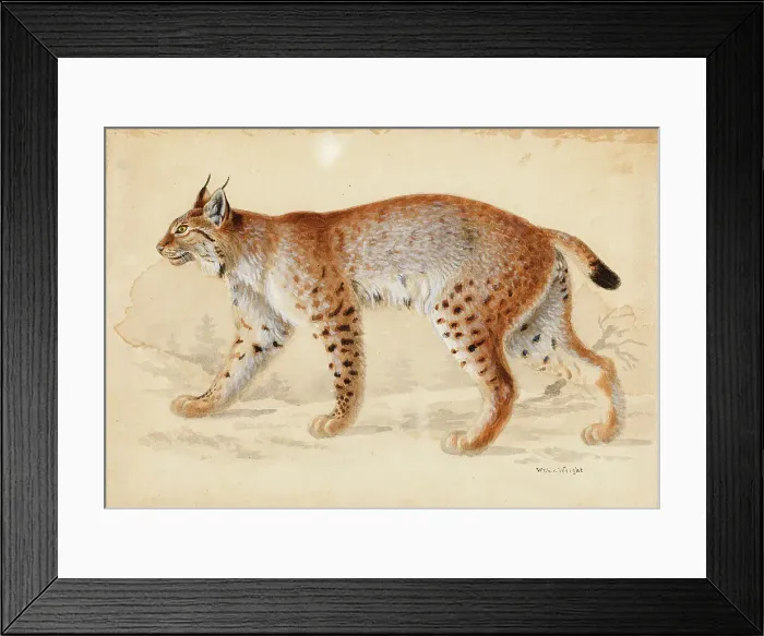 Framed Print : Lynx, 1830-1870. Creator: Wilhelm von Wright Framed Print : Lynx, 1830-1870. Creator: Wilhelm von Wright
