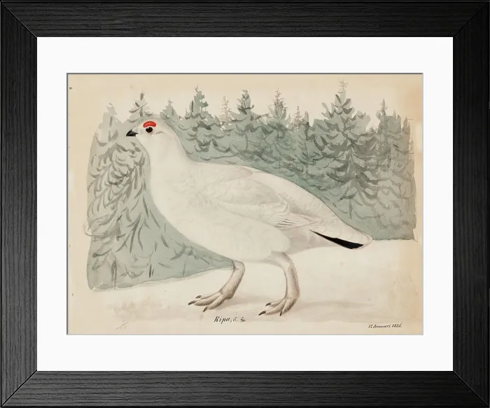 Framed Print : Willow Ptarmigan, 1835. Creator: Magnus von Wright Framed Print : Willow Ptarmigan, 1835. Creator: Magnus von Wright
