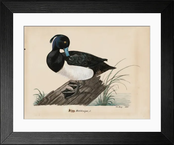 Framed Print : Tufted Duck, 1835. Creator: Magnus von Wright Framed Print : Tufted Duck, 1835. Creator: Magnus von Wright
