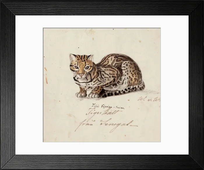 Framed Print : Northern Tiger Cat, 1829. Creator: Wilhelm von Wright Framed Print : Northern Tiger Cat, 1829. Creator: Wilhelm von Wright
