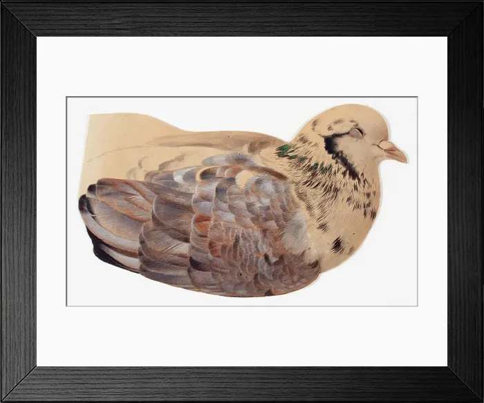 Framed Print : Pigeon, study. Creator: Ferdinand von Wright Framed Print : Pigeon, study. Creator: Ferdinand von Wright