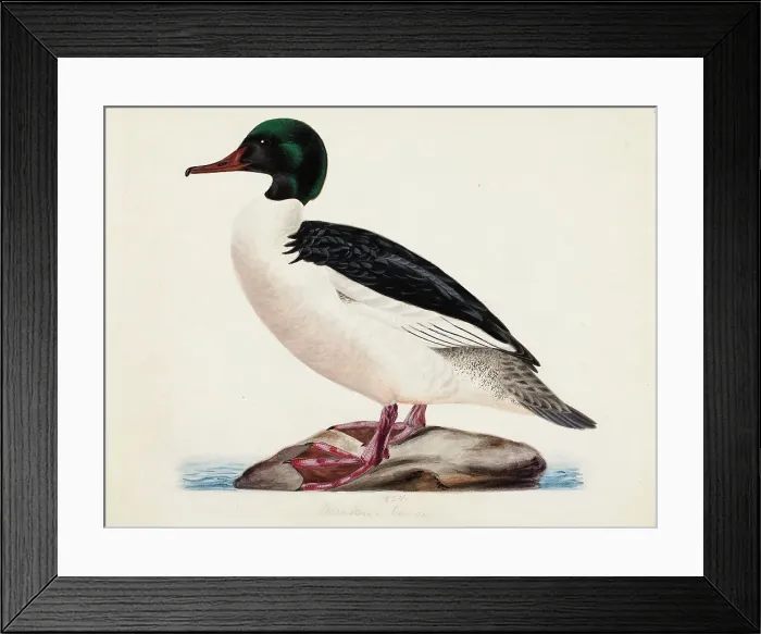 Framed Print : Goosander, Male, 1834. Creator: Magnus von Wright Framed Print : Goosander, Male, 1834. Creator: Magnus von Wright