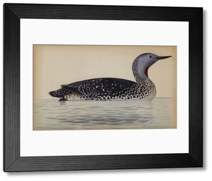 Framed Print : Red-Throated Diver, 1820-1868. Creator: Magnus von Wright Framed Print : Red-Throated Diver, 1820-1868. Creator: Magnus von Wright