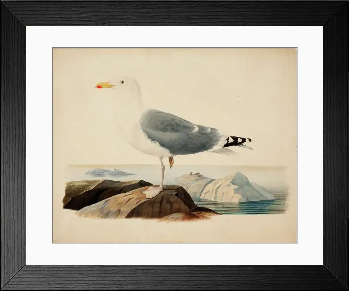 Framed Print : European Herring Gull, 1839. Creator: Ferdinand von Wright Framed Print : European Herring Gull, 1839. Creator: Ferdinand von Wright