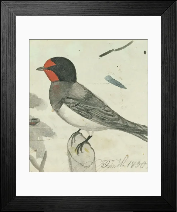 Framed Print : Barn Swallow, 1830. Creator: Ferdinand von Wright Framed Print : Barn Swallow, 1830. Creator: Ferdinand von Wright