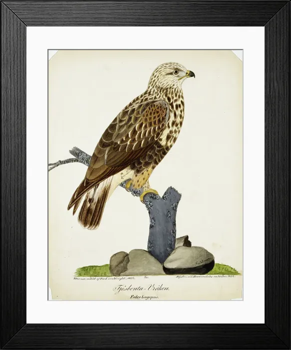 Framed Print : Rough-Legged Buzzard, 1832. Creator: Ferdinand von Wright Framed Print : Rough-Legged Buzzard, 1832. Creator: Ferdinand von Wright