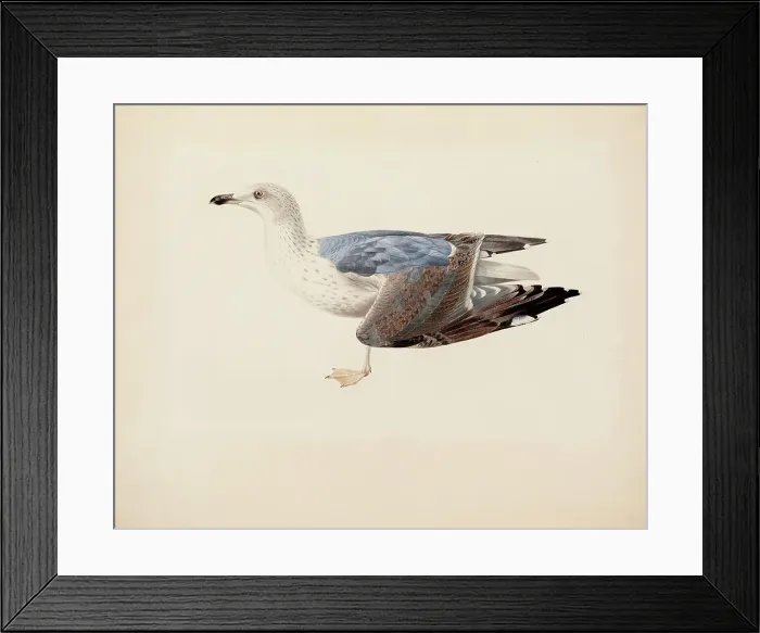 Framed Print : European Herring Gull, 1837. Creator: Magnus von Wright Framed Print : European Herring Gull, 1837. Creator: Magnus von Wright