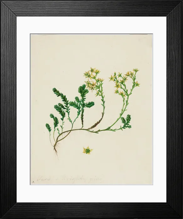 Framed Print : Stonecrop, 1840-1849. Creator: Ferdinand von Wright Framed Print : Stonecrop, 1840-1849. Creator: Ferdinand von Wright
