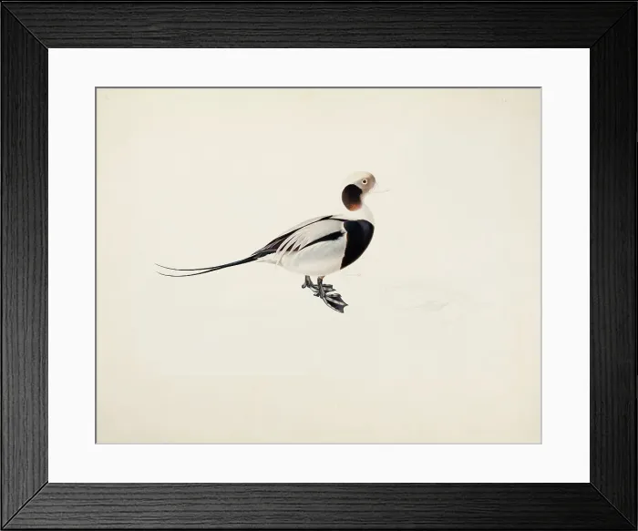 Framed Print : Long-tailed Duck, 1836. Creator: Magnus von Wright Framed Print : Long-tailed Duck, 1836. Creator: Magnus von Wright