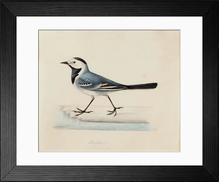 Framed Print : White Wagtail. Creator: Ferdinand von Wright
