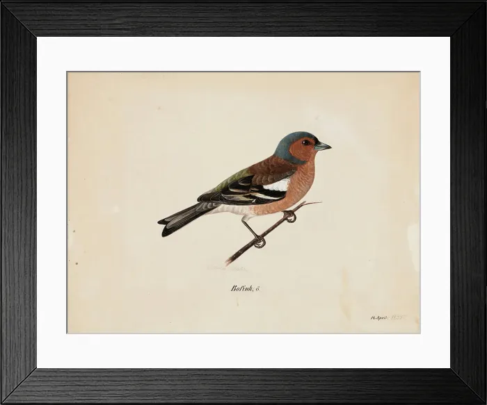 Framed Print : Finch, 1820-1868. Creator: Magnus von Wright Framed Print : Finch, 1820-1868. Creator: Magnus von Wright