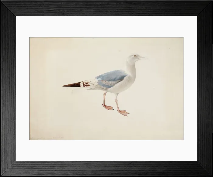 Framed Print : European Herring Gull, 1835. Creator: Magnus von Wright Framed Print : European Herring Gull, 1835. Creator: Magnus von Wright
